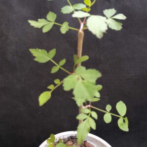Bursera fagaroides | 16