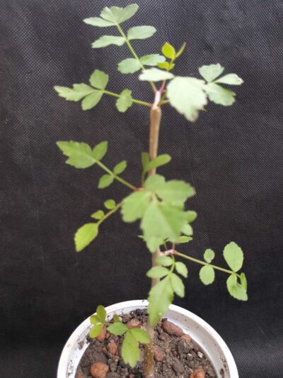 Bursera fagaroides