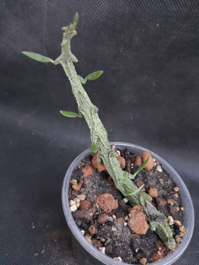 Ceropegia petignatii