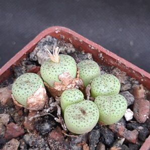 Conophytum truncatum
