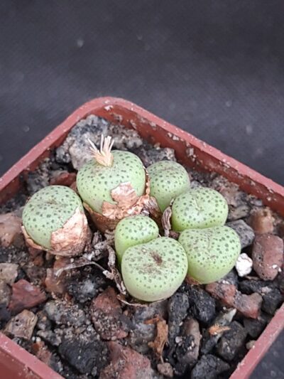 Conophytum truncatum