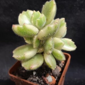 Cotyledon tomentosa var. white | 27