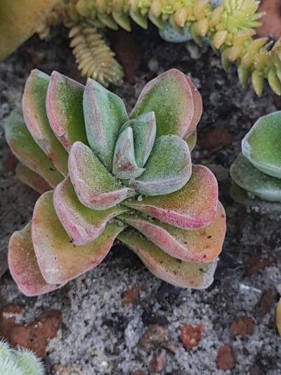 Crassula coralita