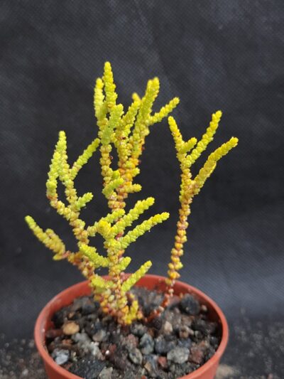 Crassula lycopodioides minor