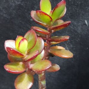Crassula ovata minor