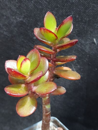 Crassula ovata minor