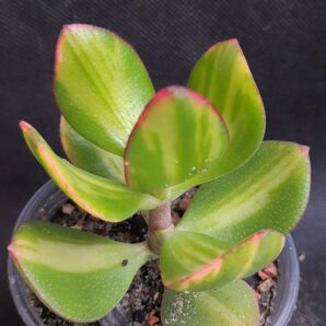 Crassula ovata Solana