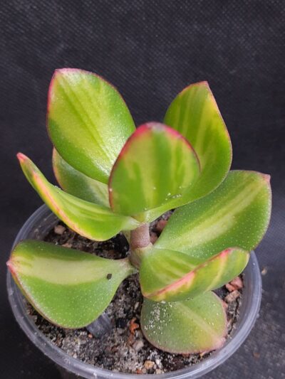 Crassula ovata Solana