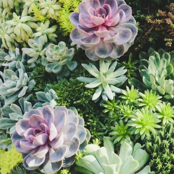 Succulent