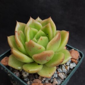 Echeveria agavoides