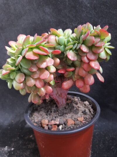 Echeveria Briar Rose cristata