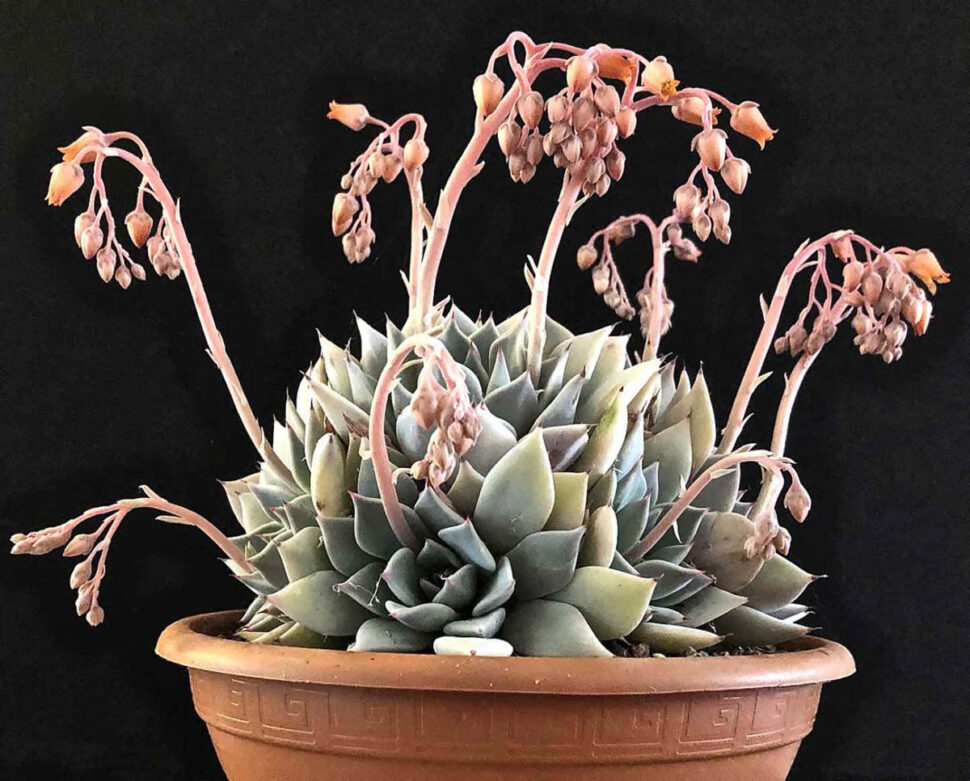Echeveria cuspidata