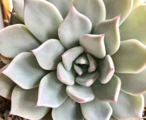 Echeveria cuspidata