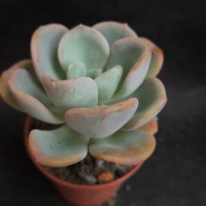 Echeveria Orpet