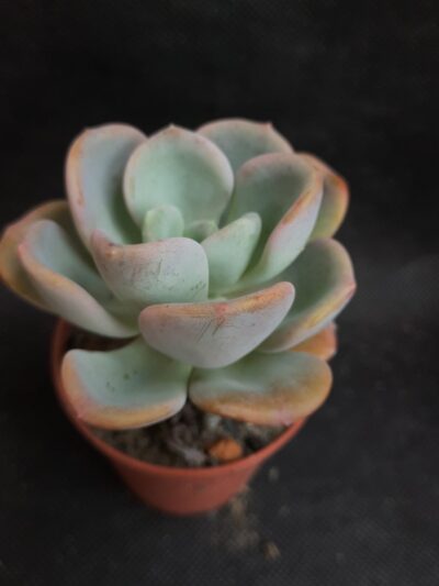 Echeveria Orpet