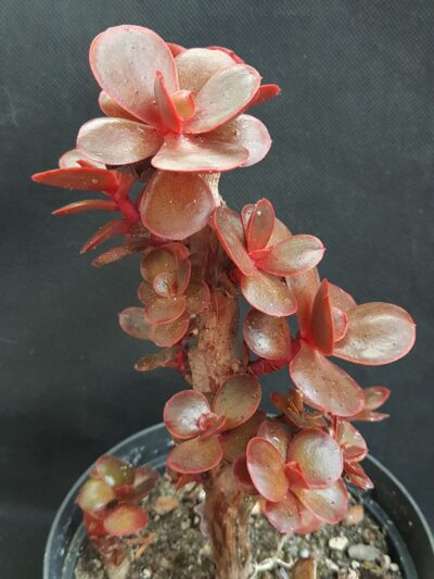 Echeveria Red Ball cristata