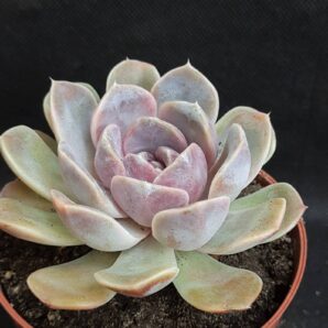 Echeveria Tiny Burger