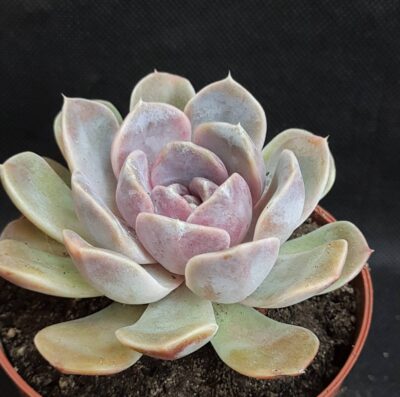 Echeveria Tiny Burger