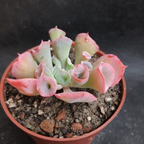 Echeveria Trumpet Pinky