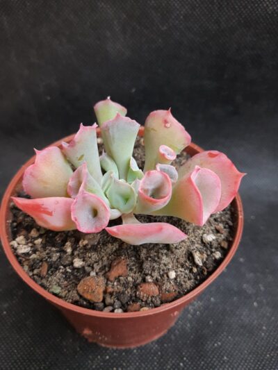 Echeveria Trumpet Pinky