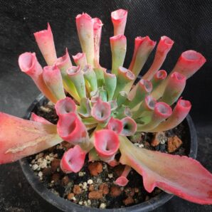 Echeveria Trumpet Pinky