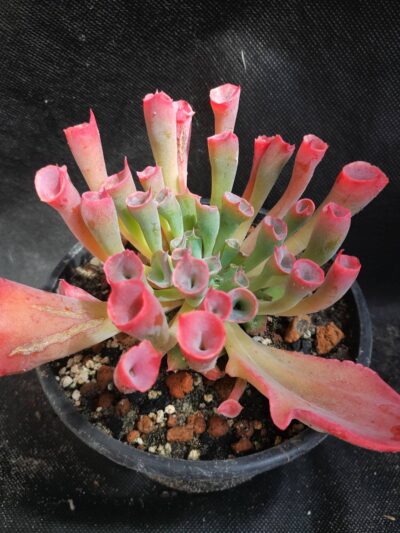 Echeveria Trumpet Pinky