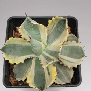 Agave Isthmensis Kabutogani var