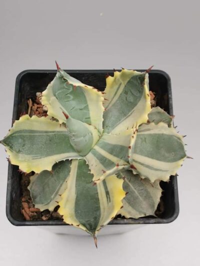 Agave Isthmensis Kabutogani var