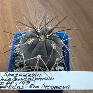 Gymnocalycium spegazzinii var. horizonthalonius STO 88-149 Куб. 5 | 45