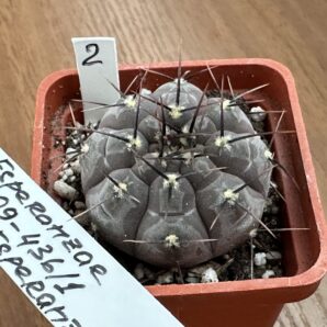 Gymnocalycium esperanzae TOM 09-436/1 Куб. 5 | 41