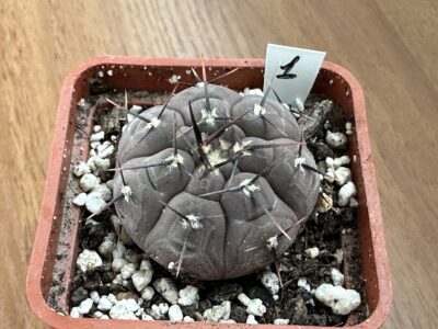 Gymnocalycium esperanzae TOM 09-436/1 Куб. 5