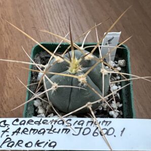 Gymnocalycium cardenasianum f. armatum JO 600.1 Куб. 5 | 47
