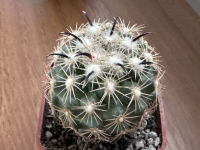 Coryphantha kracikii KMR 394 Куб. 5