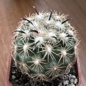 Coryphantha kracikii KMR 394 Куб. 5 | 19