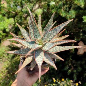 Aloe Peppermint