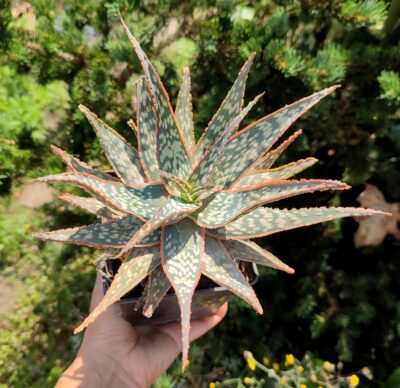 Aloe Peppermint