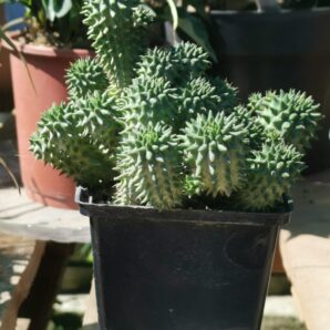 Euphorbia Susanna