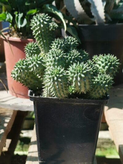Euphorbia Susanna