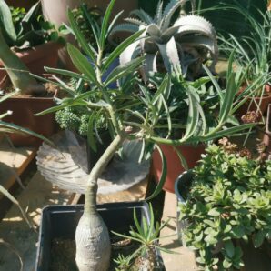 Pachypodium succulentum