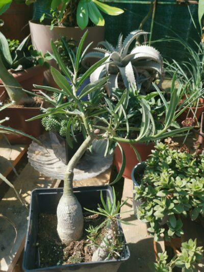 Pachypodium succulentum