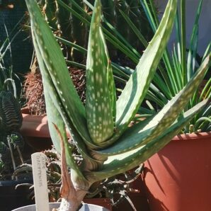 Aloe gariepensis