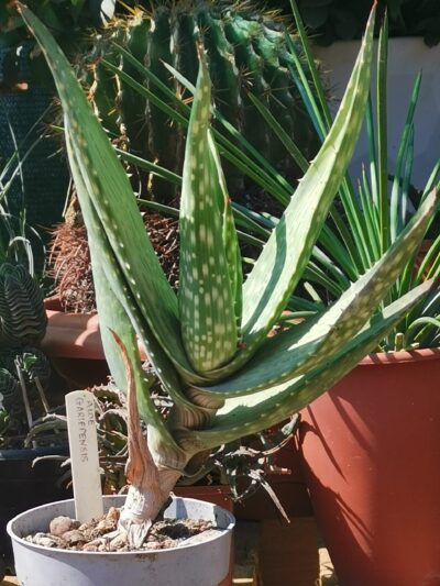 Aloe gariepensis