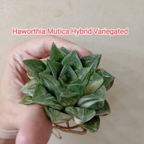 Haworthia Mutica Hybrid Variegated Детка