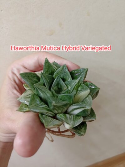Haworthia Mutica Hybrid Variegated Детка