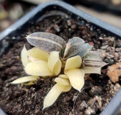 Gasteria maculata variegata
