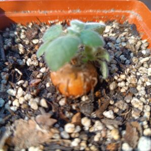 sinningia piresiana