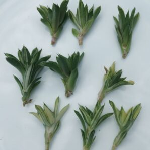 Haworthia cuspidata var