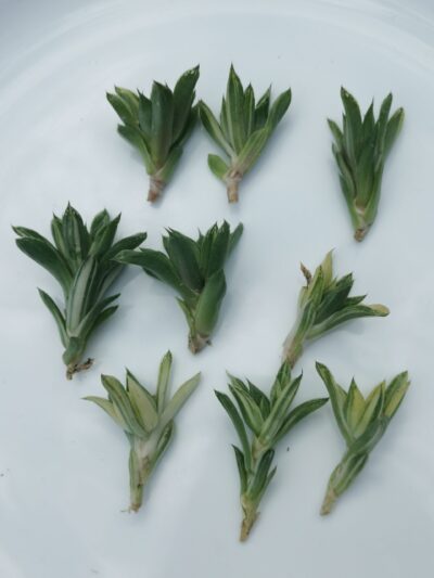 Haworthia cuspidata var
