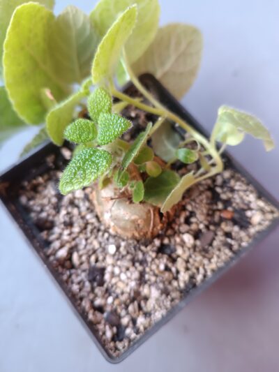 sinningia bullata - Зображення 2