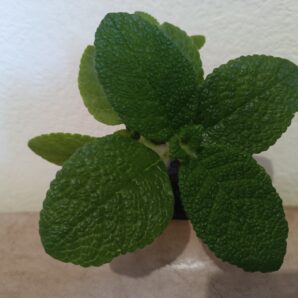 sinningia bullata